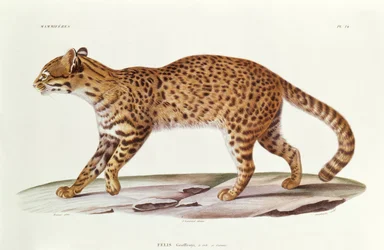 Geoffreys Kat (felis Geoffroyi) illustratie uit Voyage dans l